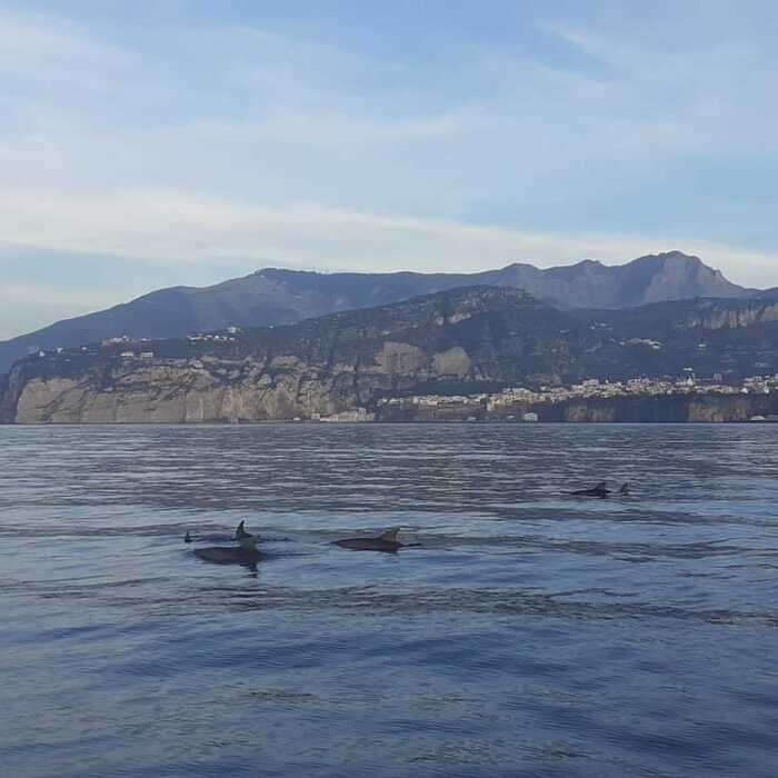 Branco di oltre 200 delfini avvistato al largo di Ischia