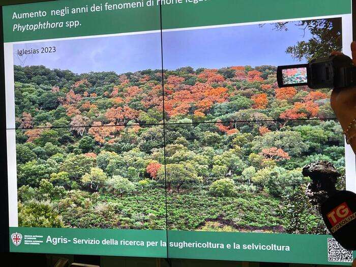 Foreste sarde a rischio, droni e sensori per salvarle