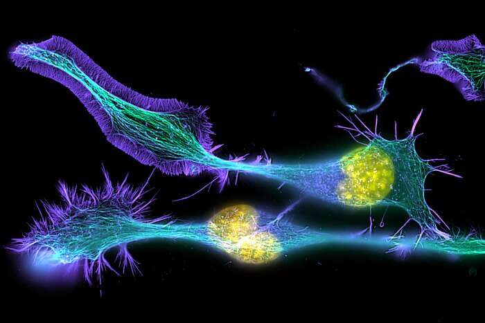 Possibili fenomeni quantistici alla base di neuroni e coscienza