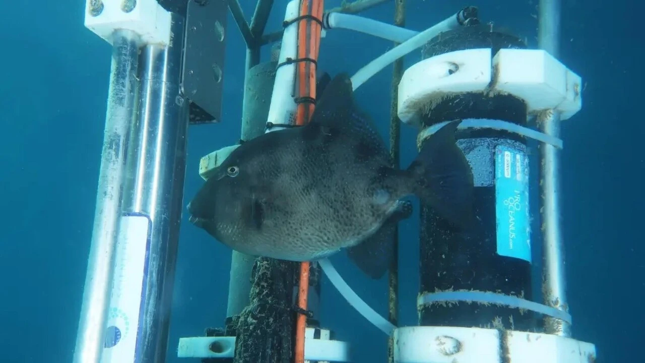 Bagnanti morsi in Cilento da un pesce balestra o da un barracuda