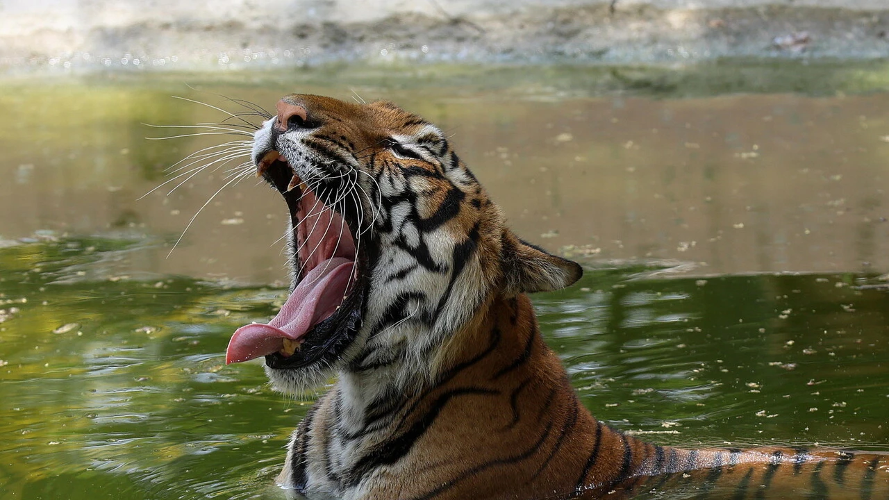 Messico, uccisa la tigre Kenzo che era fuggita da un centro privato