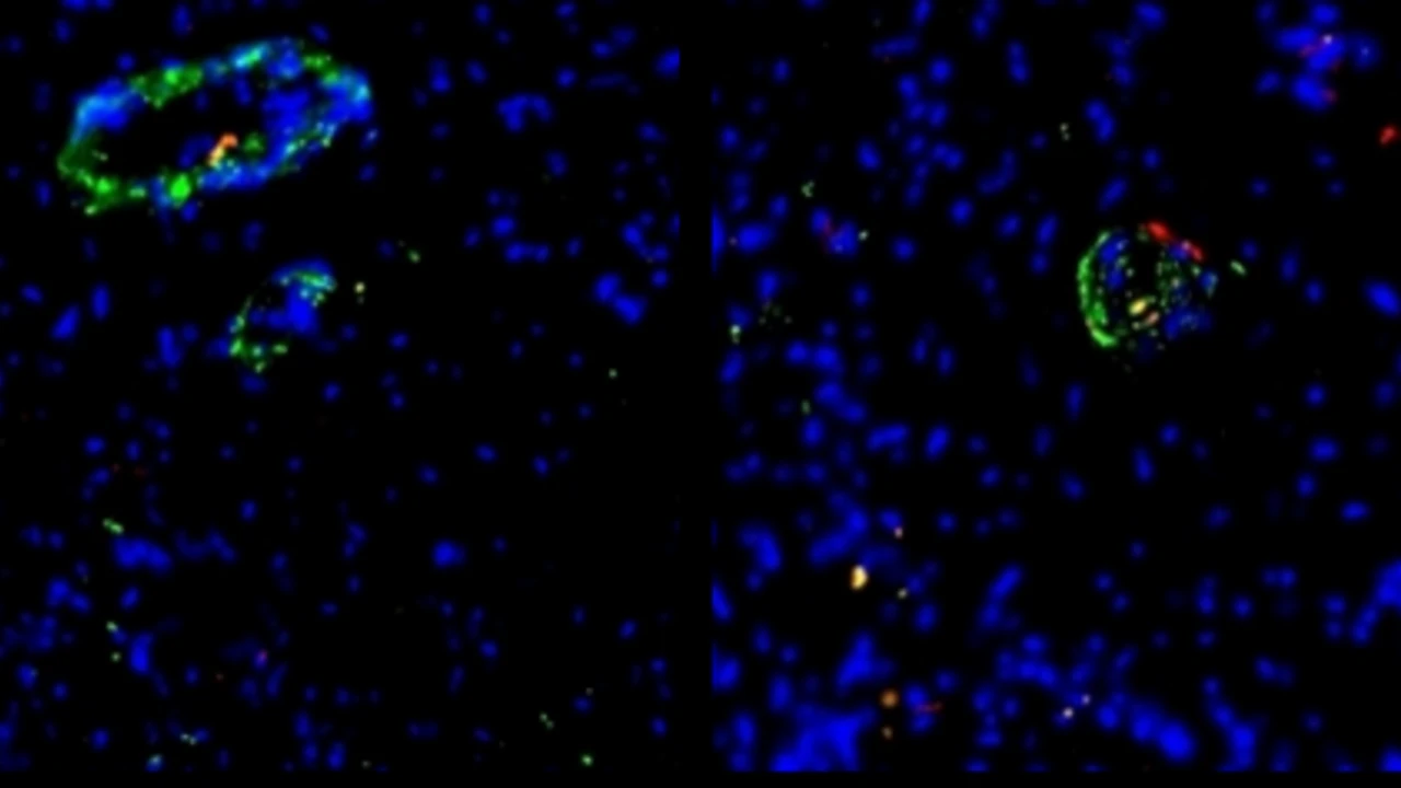 Organoidi di vasi sanguigni, sul cuore come cerotti