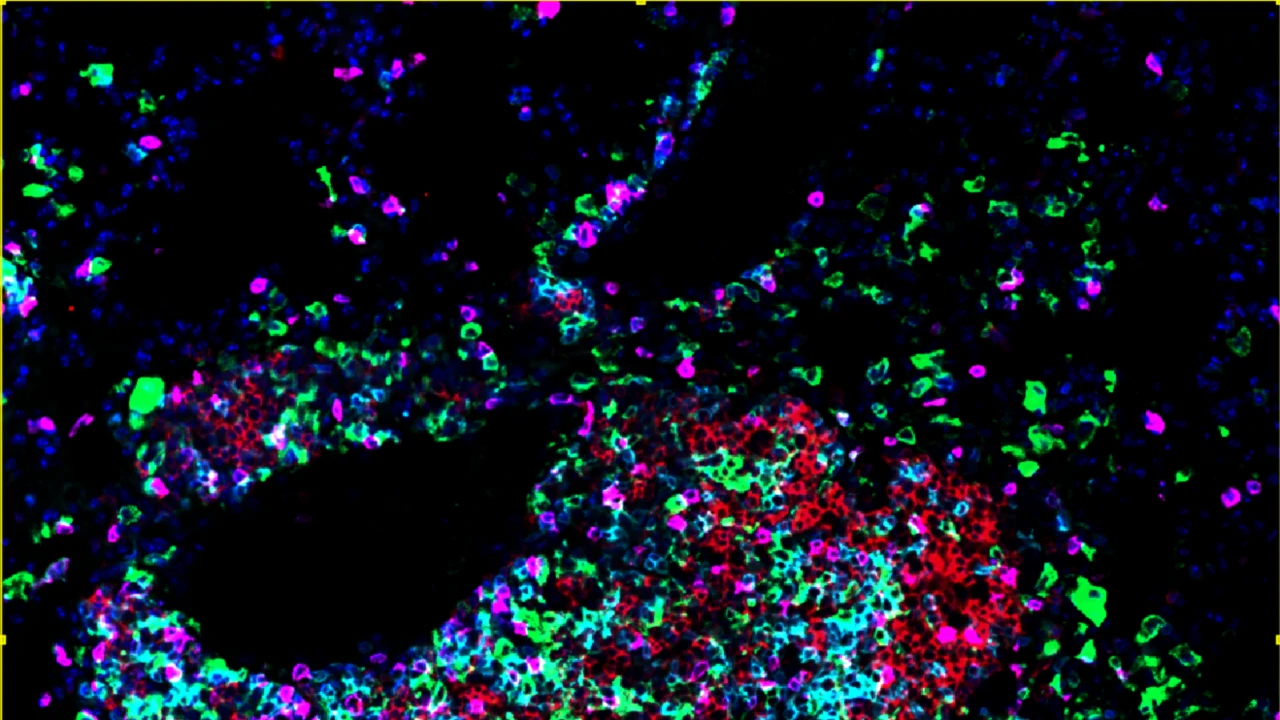 Identificate le cellule che costruiscono avamposti anticancro