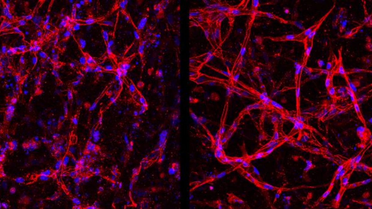 Retina, cellule vascolari ottenute in laboratorio per nuove terapie
