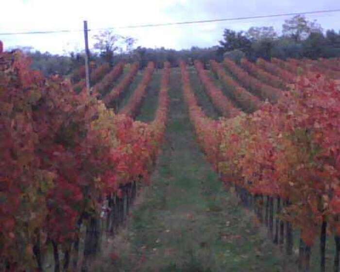 Netto aumento in Umbria della produzione di vino e mosto