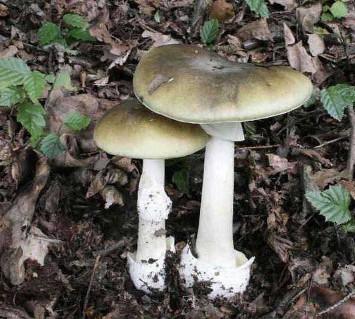 Madre e figlio avvelenati da funghi, la donna è grave