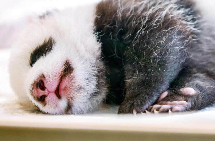 Cucciole di panda gemelle si presentano allo zoo di Berlino