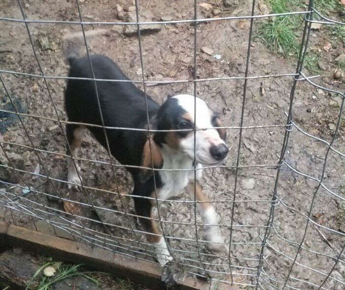 'Canile degli orrori' a Cremona, risarcita Associazione Zoofili