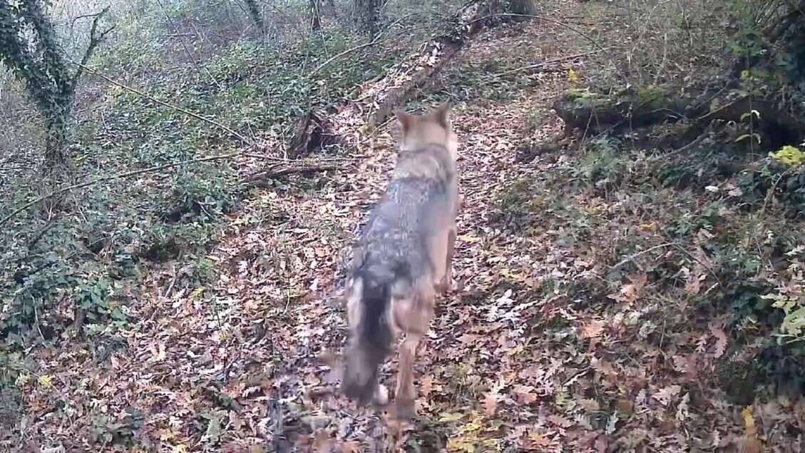 Lupo bloccato in una roggia nel Milanese, intervengono i Vvf