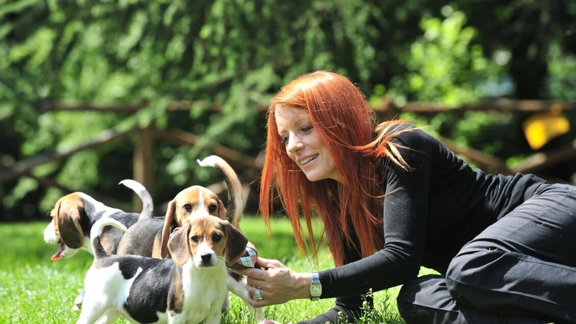 I reati contro gli animali diventano legge, multe e carcere per chi li abbandona