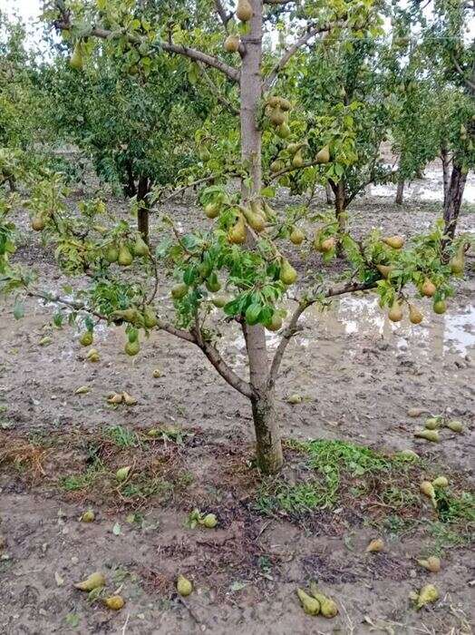 Maltempo: Cia Alessandria, campi distrutti, dai pomodori al mais