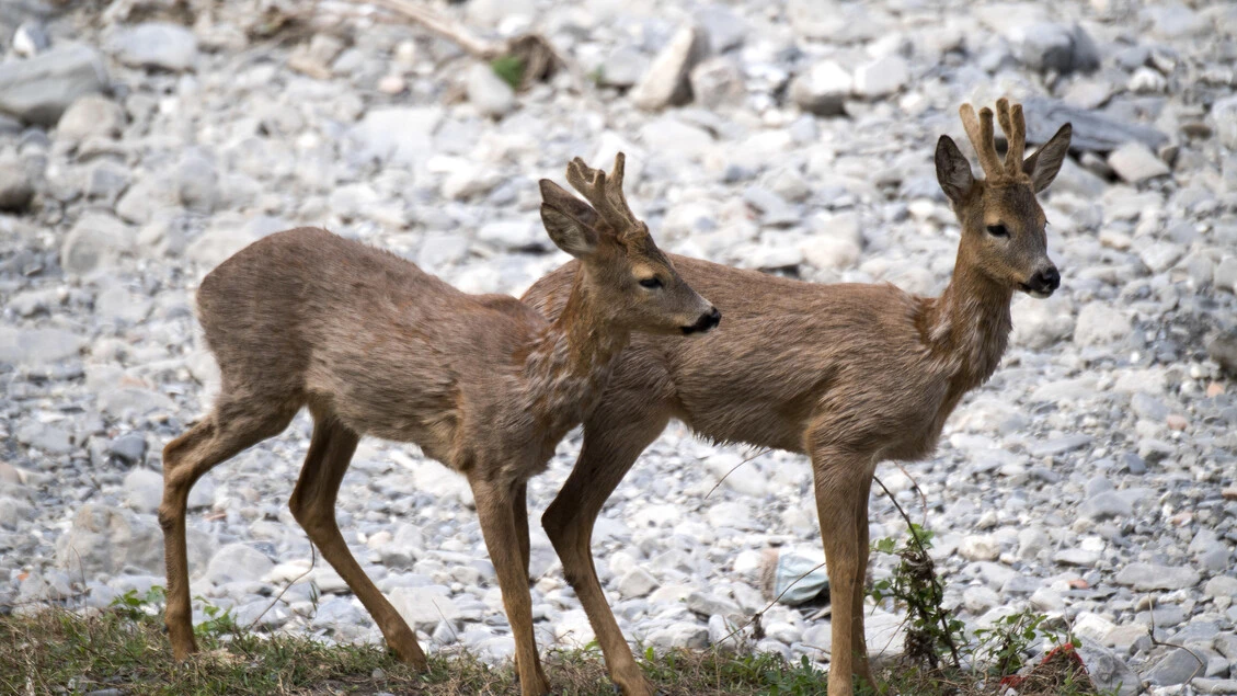 Lav, sentenza Tar salva oltre mille caprioli nell'Astigiano