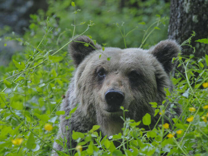 Gli orsi bruni non perdono la massa muscolare durante il letargo