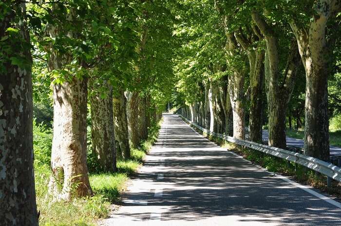 Gli alberi sbagliati possono riscaldare le città di notte