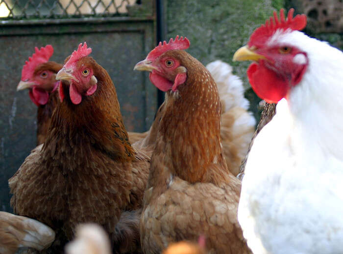 Aviaria nel Ferrarese, saranno abbattute 800mila galline