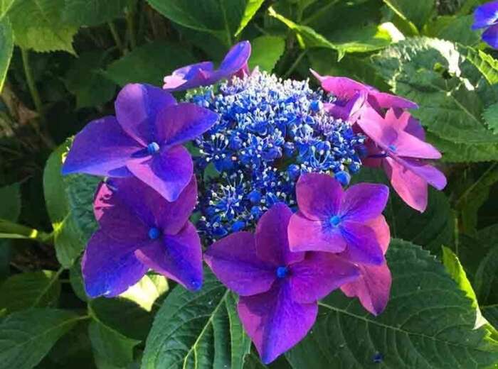 Al via dal 14 giugno a Bolsena la 'Festa delle Ortensie'