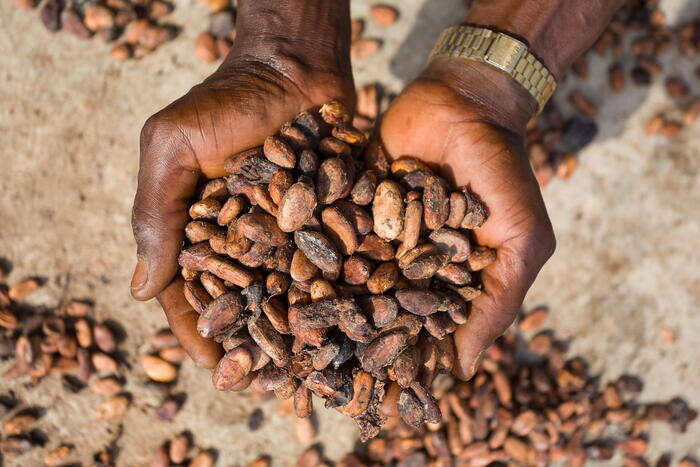 Nel 2024 prezzo record per il cacao, quotazioni +170%