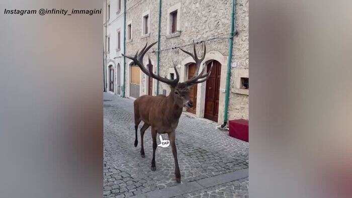 Abruzzo, cervo a spasso per le vie di Civitella Alfedena