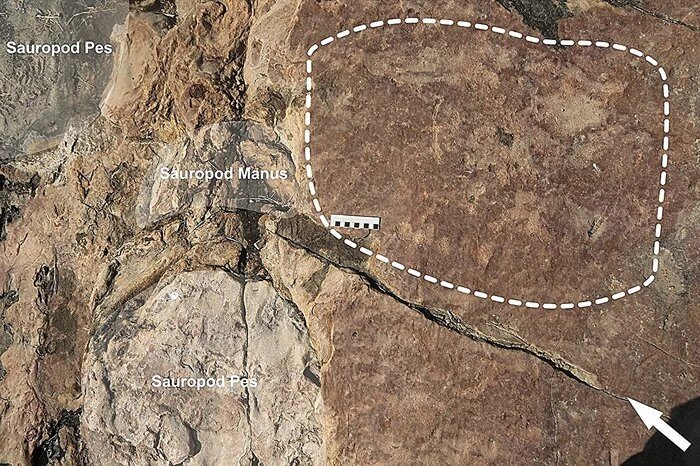 Incisioni preistoriche ispirate alle orme dei dinosauri