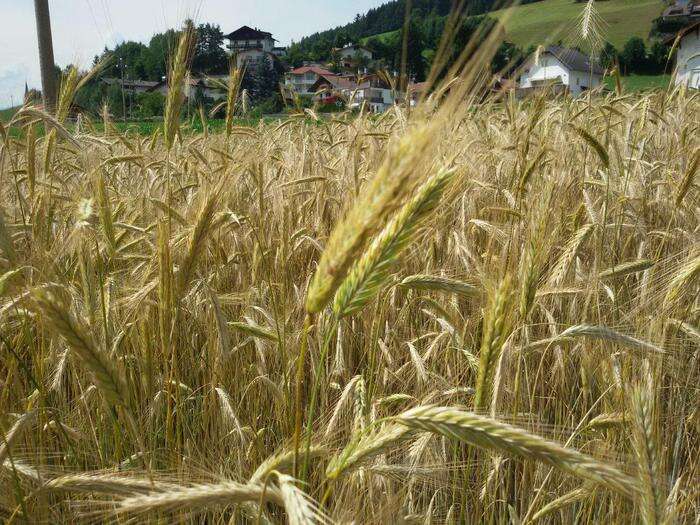 Lollobrigida, dal 2 ottobre servizio civile in agricoltura