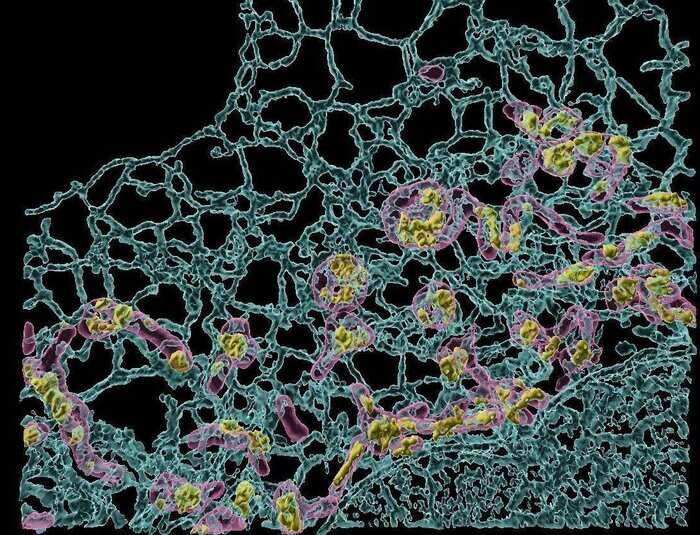 Sonde fluorescenti ascoltano le cellule, utili a future terapie