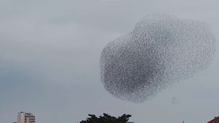 Pescara, la danza degli storni in cielo incanta la citta'