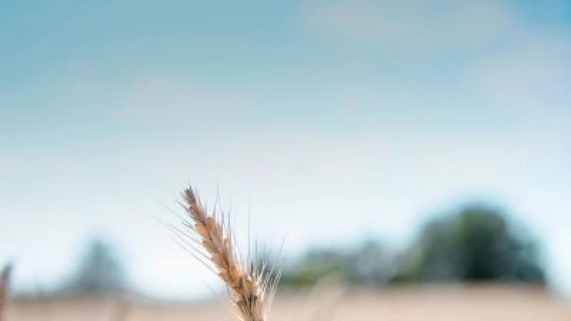 Fao, stabile l'indice dei prezzi alimentari a maggio