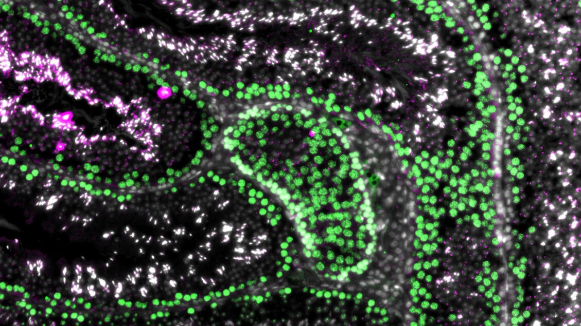 Nuovo passo verso un contraccettivo maschile non ormonale e reversibile