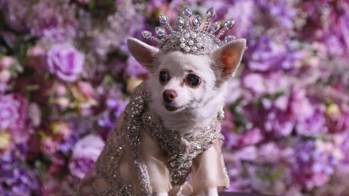 Pet Gala a New York, l'evento di moda per animali domestici più glamour dell'anno