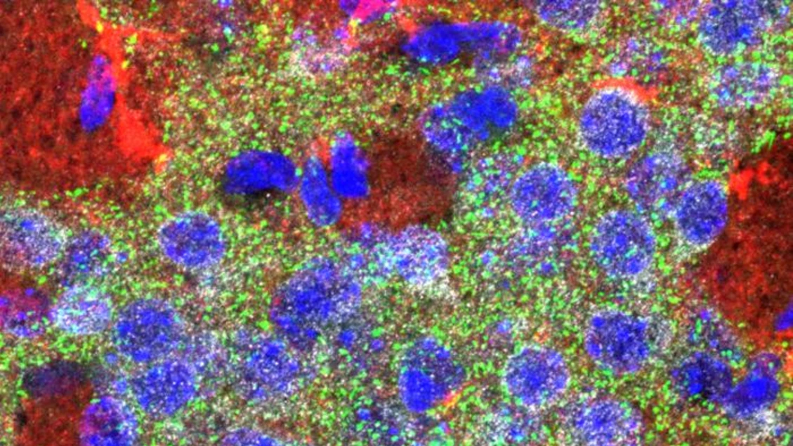 Il linguaggio è plasmato prima che i bambini imparino a parlare