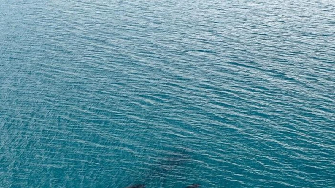 Viaggi record per due megattere, oltre 14.000 km tra Australia e Brasile