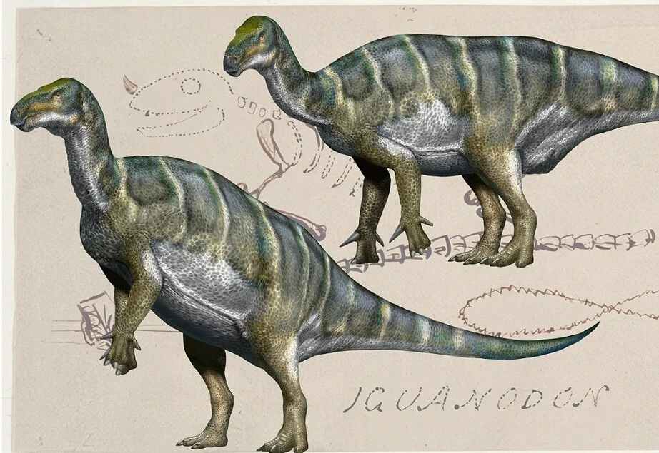 Iguanodonti più antichi del previsto, comparsi oltre 186 milioni di anni fa