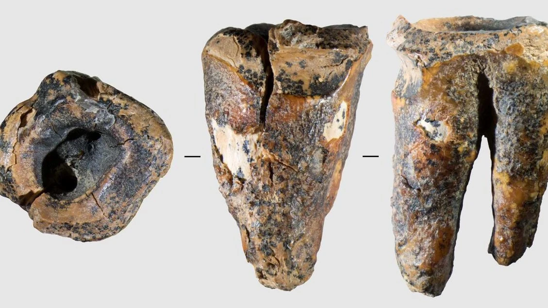 I Neanderthal curavano le carie con trapani di pietra