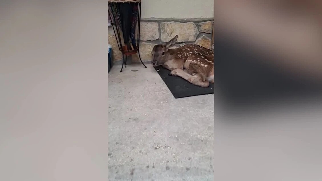 Un cerbiatto si ripara dalla pioggia sullo zerbino di una casa in Abruzzo