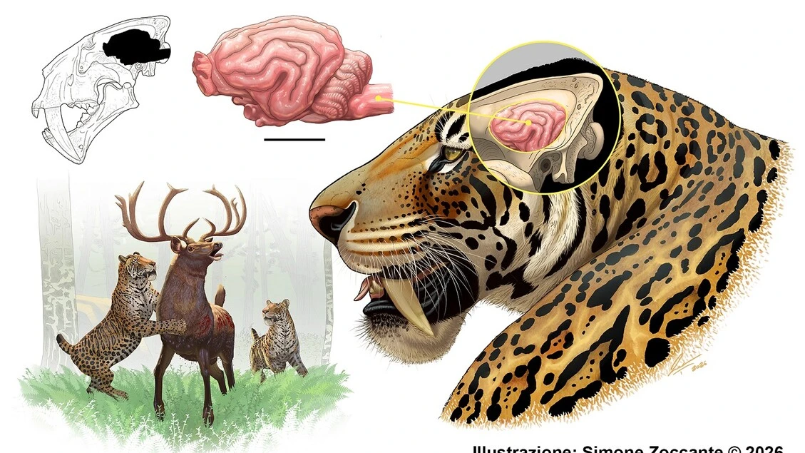 Ricostruito il cervello della tigre dai denti a sciabola vissuta anche in Italia