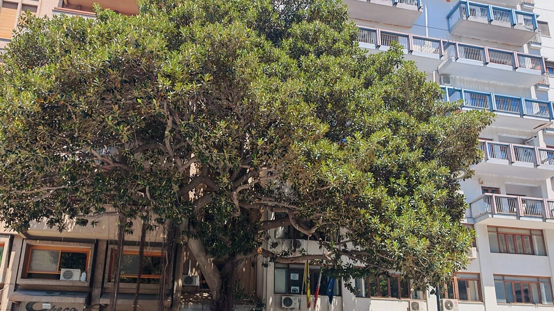 Albero Falcone a Palermo si riveste di messaggi e disegni