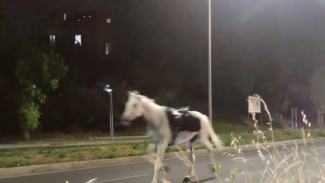 Cavalli in fuga, i vigili coinvolti saranno esclusi dai servizi operativi