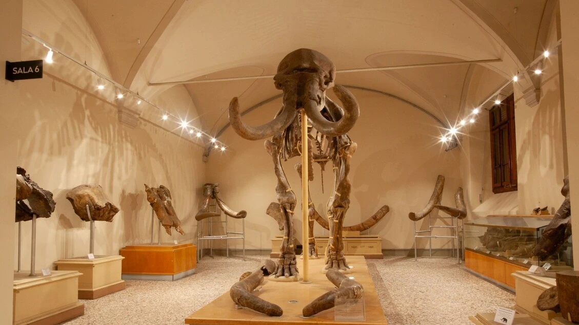 Riapre il Museo di Geologia e paleontologia a Firenze