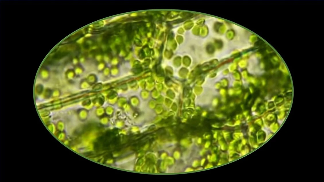 Organelli fotosintetici di spinaci trapiantati in occhi di topo VIDEO