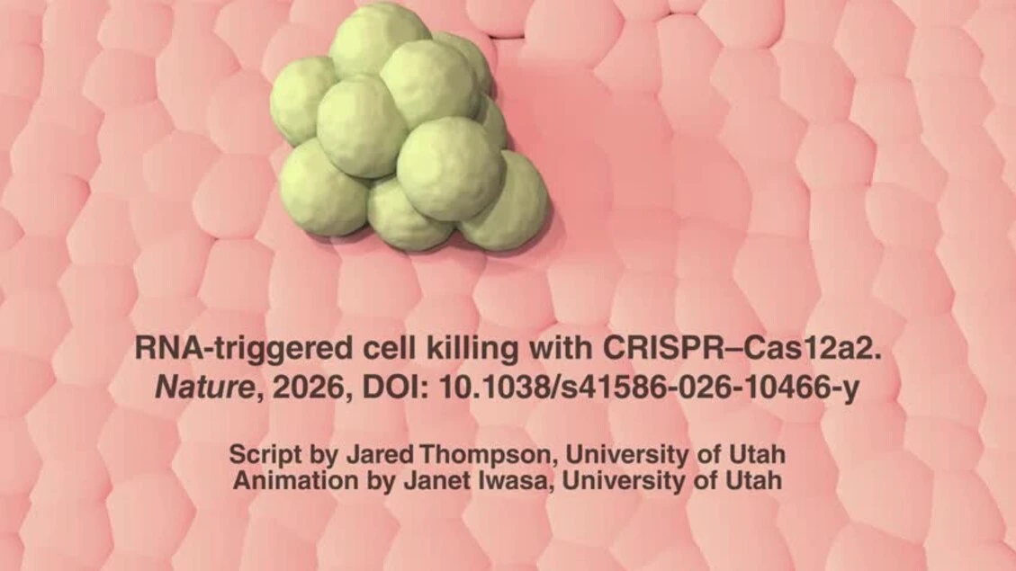 Così la tecnic che ripara il Dna diventa un'arma contro infezioni e tumori (fonte: Jared Thompson and Janet Iwasa, PhD)