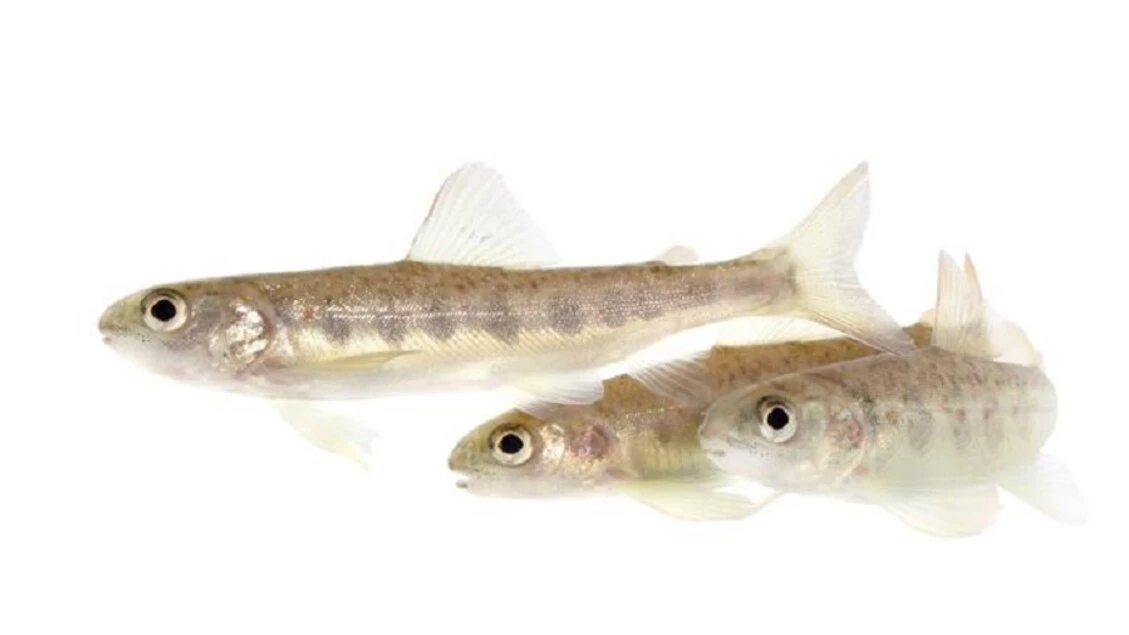 Salmoni 'alterati' dalla cocaina nelle acque, si muovono di più