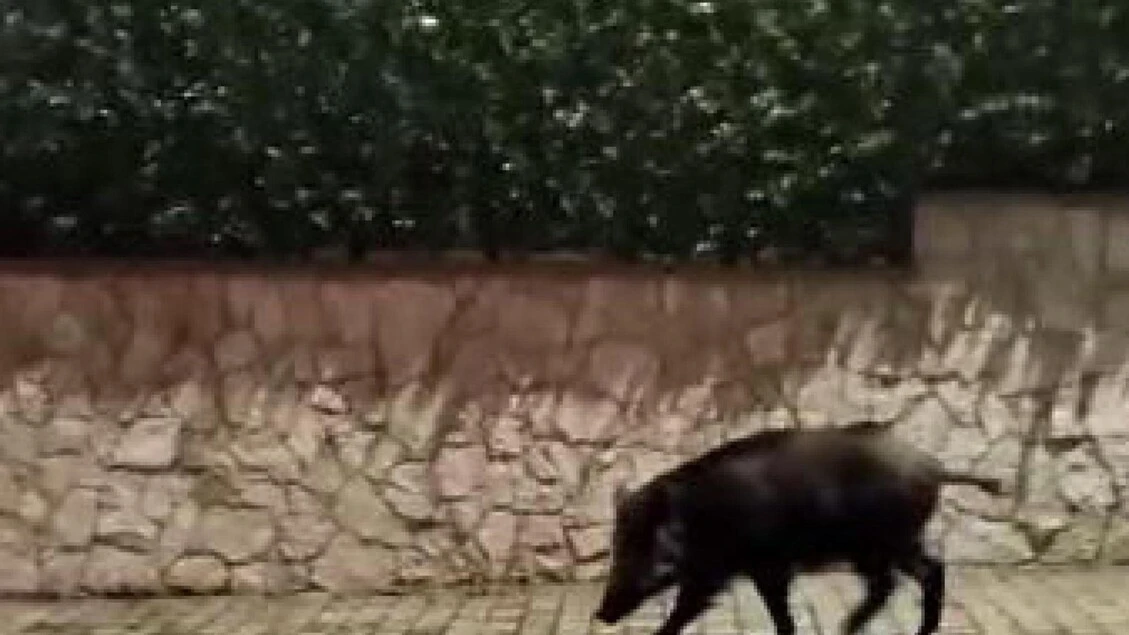 Peste suina africana, primo caso in provincia di Cuneo