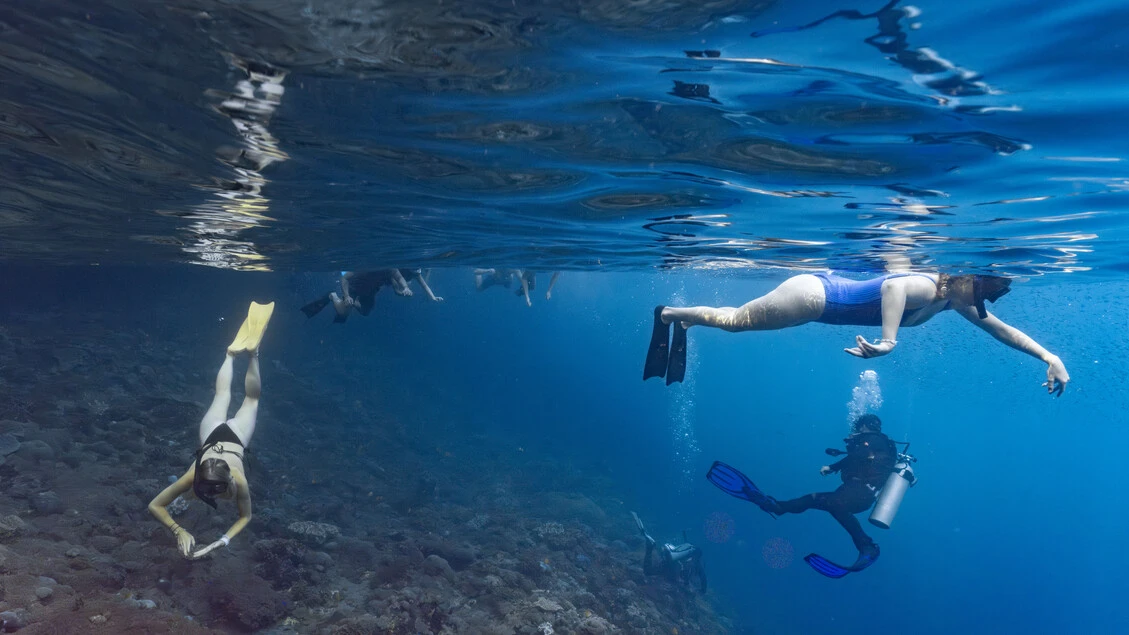 Il turismo subacqueo è nemico dei coralli, un danno ogni 4 minuti