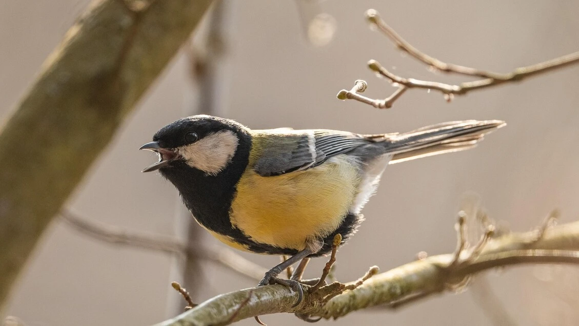 Dagli animali alle canzoni, la comuncazione segue un ritrmo universale