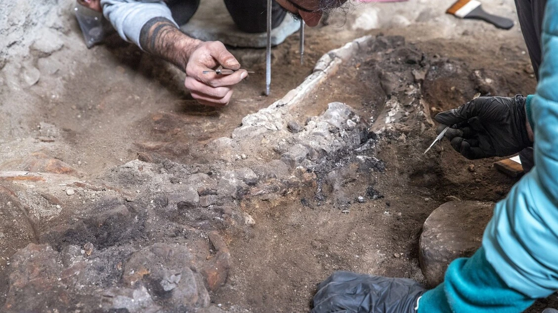 A Pompei nel complesso dei Casti Amanti emerge lo scheletro di un equide