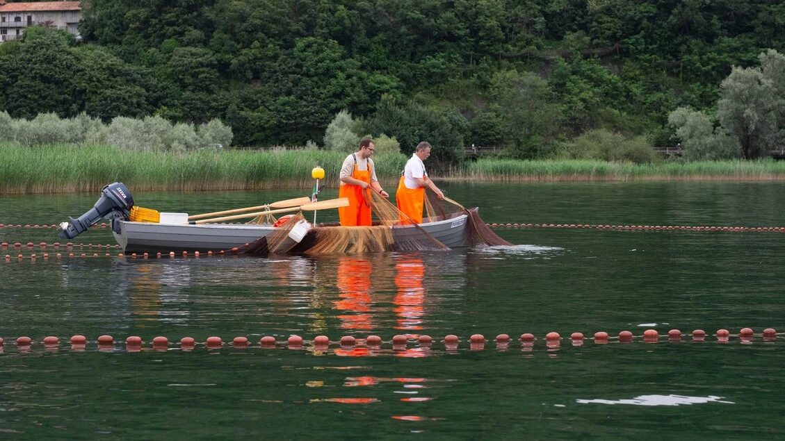 Lago d'Orta, in 50 anni +2 gradi dell'acqua e specie aliene in aumento