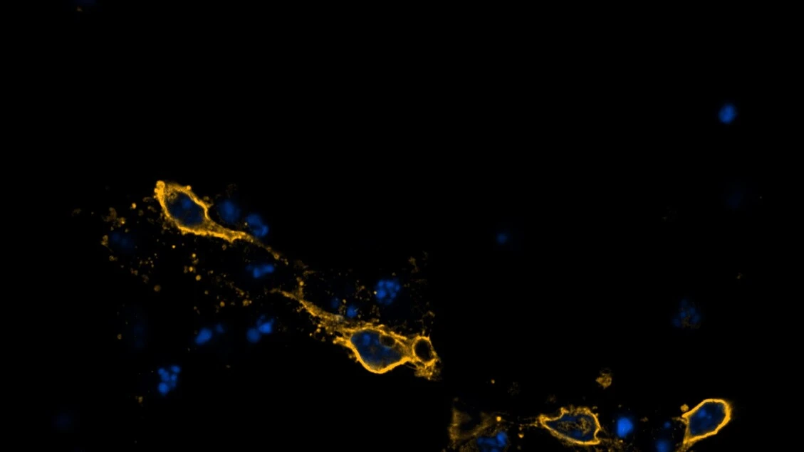 A Padova una mostra sul rapporto tra scienza e arte