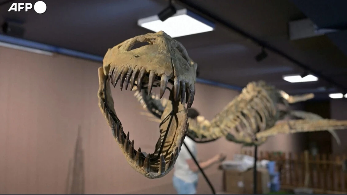All’asta uno scheletro di Elasmosaurus lungo 9 metri, base stimata 200mila euro
