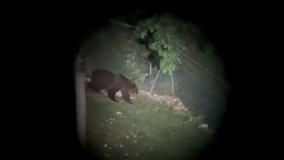 Nuovo avvistamento di un orso in Veneto, sull'Altopiano di Asiago