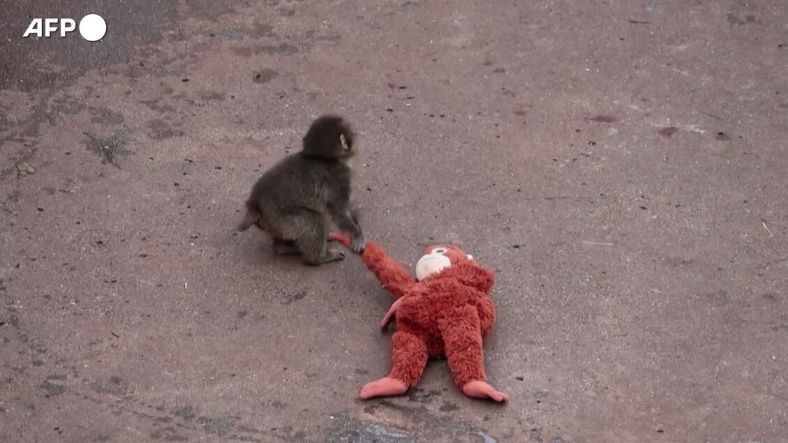 Il macaco abbandonato dalla madre si consola col peluche
